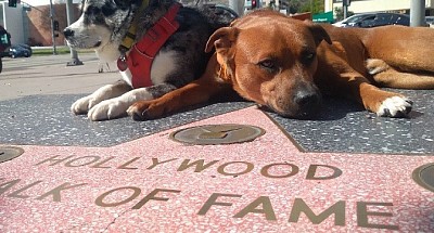 A Merle Australian Shepherd mix and a Red-Brown Shar Pei mix Laying Down at The Hollywood Walk of Fame