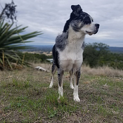 An Australian shepherd in a west Texas landscape