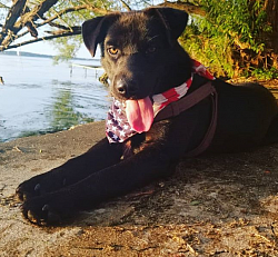 A black dog with an American Flag Bandana