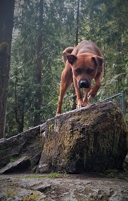 A brown dog about to jump from a boulder