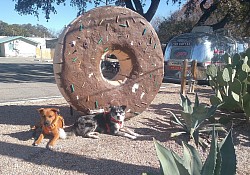 Dogs in front of Gourdough's Donuts