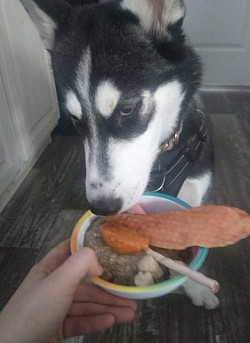 A Husky eating a fancy meal