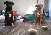 Two dogs waiting for food