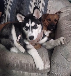 Two dogs cuddling