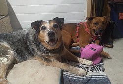 An Australian Cattle dog and a brown dog