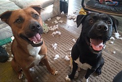 Two happy dogs destroying a toy