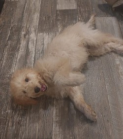 A Mini Goldendoodle having fun