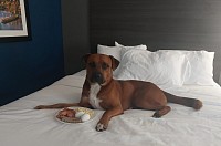 A brown dog in his own bed with breakfast