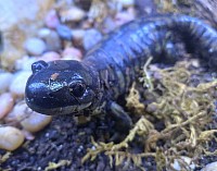 Tiger Salamander