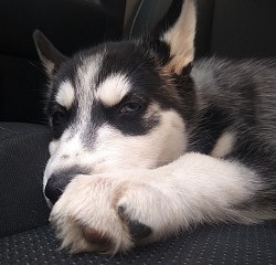 A very sleepy Siberian Husky Puppy