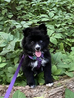 A small black puppy with white chest markings and two different colored eyes