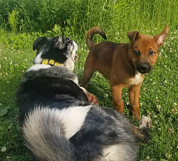 A small brown puppy looking sassy next to a merle dog